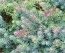 Седум Blue Spruce (рассада) фото