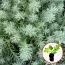 Седум Blue Spruce (рассада) фото
