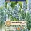 Мускари Blue Spike (Брендовые луковицы KAPITEYN®) фото
