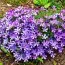 Флокс Fabulous Blue Violet фото