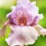 Ирис Blushing Pink фото