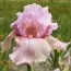 Ирис Blushing Pink фото