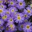 Брахикома Fresco Violet фото