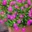 Брахикома Magenta Delight фото