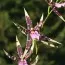 Орхидея Brassia Verona фото