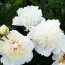 Пион Bridal Grace 3-5 почек фото
