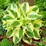 Хоста Brim Cup фото