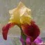 Ирис Broadway Star фото