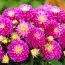 Георгина Melody Pink Allegro фото