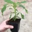 Бругмансия Twin Flowers Белая фото