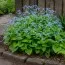 Бруннера Macrophylla фото