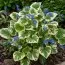 Бруннера Variegata фото