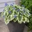 Бруннера Variegata фото