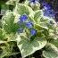 Бруннера Variegata фото