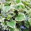Бруннера Variegata фото