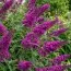 Буддлея Nanho Purple фото