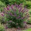 Буддлея Nanho Purple фото
