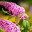 Буддлея Pink Delight фото