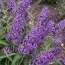 Буддлея Reve de Papillon Lavender Bosjerry фото