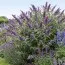 Буддлея Reve de Papillon Lavender Bosjerry фото