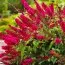 Буддлея Royal Red (Уникальное соцветие) фото