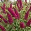 Буддлея Royal Red (Уникальное соцветие) фото