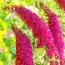 Буддлея Royal Red (Уникальное соцветие) фото