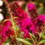 Буддлея Royal Red (Уникальное соцветие) фото