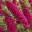 Буддлея Royal Red (Уникальное соцветие) фото