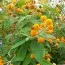 Буддлея Sungold фото