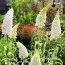Буддлея White Profusion фото