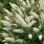 Буддлея White Profusion фото