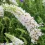 Буддлея White Profusion фото