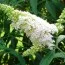 Буддлея White Bouquet фото