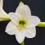 Амариллис White Rascal фото