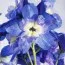 Дельфиниум Ocean Tiara Blue фото