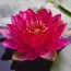 Кувшинка Burgundy Princess фото