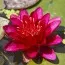 Кувшинка Burgundy Princess фото