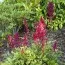 Астильба Burgundy Red фото