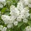 Сирень Mme Lemoine фото