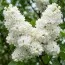 Сирень Monique Lemoine фото
