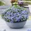 Флокс Fabulous Blue Dark Center фото