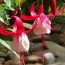 Фуксия Madame Cornelissen фото