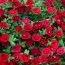 Калибрахоа MF Double Dark Red фото