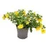 Калибрахоа MF True Yellow фото