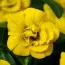 Калибрахоа MF Double Yellow фото