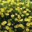 Калибрахоа MF True Yellow фото