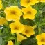 Калибрахоа MF True Yellow фото