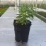 Калибрахоа MF Pink фото