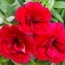 Калибрахоа MF Double Dark Red фото